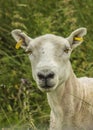 Freshly Sheared Sheep