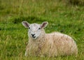 Freshly Sheared Sheep Royalty Free Stock Photo