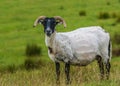 Freshly Sheared Sheep Royalty Free Stock Photo