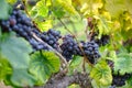 Freshly Shiraz grapes for wine production