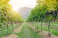 Freshly Shiraz grapes for wine production