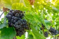 Freshly Shiraz grapes for wine production