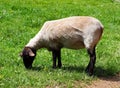 Freshly Shorn Sheep