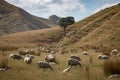 Freshly shorn sheep in golden dry, coastal paddock, New Zealand