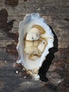 Freshly Shucked Oyster Royalty Free Stock Photo