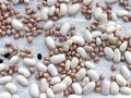 Freshly Shucked Beans Seeds Drying in Sun