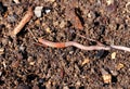 Ready composted and sifted soil with earthworm Royalty Free Stock Photo