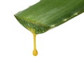 freshly sliced aloe vera leaf with yellow aloin drop isolated on white background, aloin or barbaloin for medicinal use Royalty Free Stock Photo