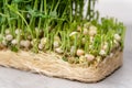 Freshly snipped pea shoots lay scattered on a neutral backdrop, their tendrils