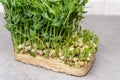 Freshly snipped pea shoots lay scattered on a neutral backdrop