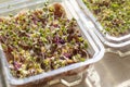Freshly sprouted shoots of micro greens in the plastic container on the jute mat. Food Royalty Free Stock Photo