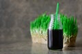 Freshly squized wheatgrass portion in a bottle with a straw Royalty Free Stock Photo