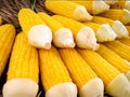 Fresh Corn Cobs for Sale Royalty Free Stock Photo