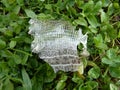 Freshly stripped old skin of sand lizard (Lacerta agilis)