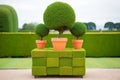 freshly trimmed cube-shaped topiary in a nursery