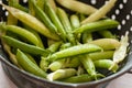 Freshly washed pea pods in a colander. Royalty Free Stock Photo