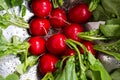 Washed radishes in a metallic bowl Royalty Free Stock Photo