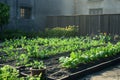 Freshly watered garden plot with rows of young vegetable plants thriving in rich soil under soft sunlight. Generative AI Royalty Free Stock Photo