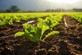 freshly watered lettuce in a field