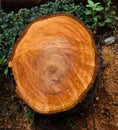 Fresh sawed tree stump on street