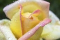 Freshly yellow rose flower with rain drops. Royalty Free Stock Photo