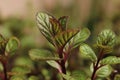 Freshmint mint organic natural vegetables Royalty Free Stock Photo