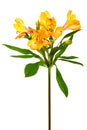 Freshness alstroemeria