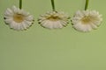 Freshness beauty gerbera flowers on a green background. Space for text