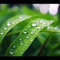 Freshness and beauty in nature wet drops