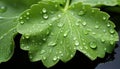 Freshness and beauty in nature wet leaf reflects vibrant green generated by AI Royalty Free Stock Photo