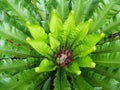 Freshness and big leaves of Bird`s nest fern Asplenium nidus in the tropical garden Royalty Free Stock Photo