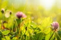 Freshness flowers and grass, floral background