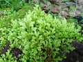 Freshness and fresh green fern selaginella involvens on the ground Royalty Free Stock Photo