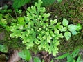 Freshness and fresh green fern selaginella involvens on the ground Royalty Free Stock Photo