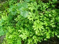 Freshness and fresh green fern selaginella involvens on the ground Royalty Free Stock Photo