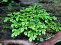 Freshness and fresh green fern selaginella involvens on the ground Royalty Free Stock Photo