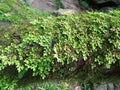 Freshness and fresh green fern selaginella involvens on the ground Royalty Free Stock Photo
