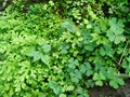 Freshness and fresh green fern selaginella involvens on the ground Royalty Free Stock Photo