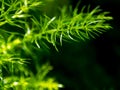 Freshness Green Fine Leaves Of Asparagus Fern On Natural Background