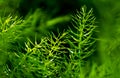 Freshness Green Fine Leaves Of Asparagus Fern On Natural Background