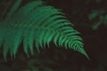 Freshness Green leaf of Fern on black background. Natural ferns pattern. Image close up. Copy, empty space for text Royalty Free Stock Photo