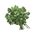 Freshness green leaf vegetable coriander icon