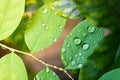 Freshness green leaves with rain drop