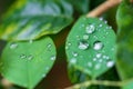 Freshness green leaves with rain drop