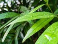 freshness of green leaves in sunny mornings