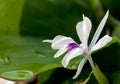 Freshness green leaves and white petal of Aromatic ginger flower