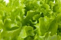 Freshness green lettuce salad