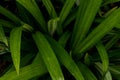 Freshness Green of Pandan leaf  texture background Royalty Free Stock Photo