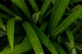 Freshness Green of Pandan leaf texture background