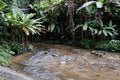 Freshness landscape for water fall and Stream flowing through rocks in tropical rain forest and greenery wild jungle in Thailand Royalty Free Stock Photo